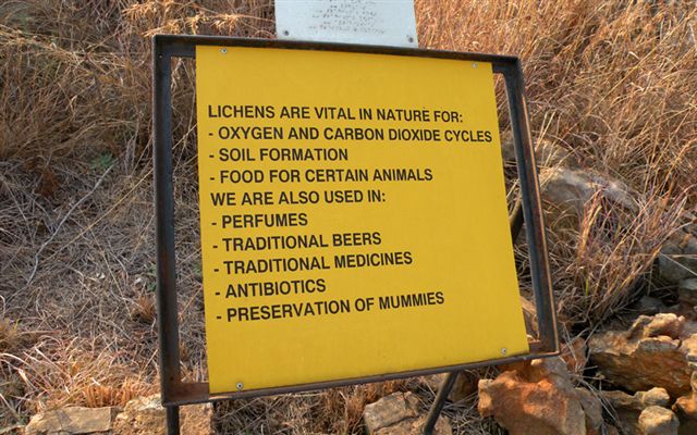 Lichen Trail in Sud Africa